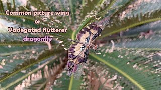 Variegated flutterer dragonfly [upl. by Sethrida346]