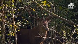 Edelherten in Het Groene Woud  ARK Rewilding Nederland [upl. by Naryt905]