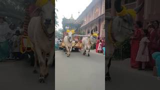 Shyama Aan Baso Vrindavan MeinMayapur ISKCON MandirMayapur💯❤💝💕 [upl. by Berners]