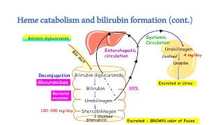 Bilirubin metabolism Hyperbilirubinemia and jaundice [upl. by Sutniuq845]