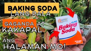 EFFECTIVE GARDEN TIPS USING BAKING SODA  PARA MAPALAGO AT MAPAGANDA ANG HALAMAN [upl. by Dazhahs]