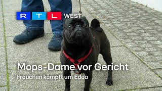 Rechtsstreit um MopsDame Edda  RTL WEST 21102024 [upl. by Acir]