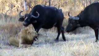 Buffaloes Stop 3 Male Lions From Killing Another Lion [upl. by Gereld]