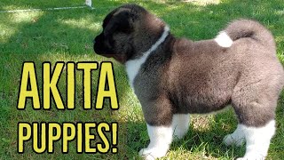 Akita Puppies  The Akita Life [upl. by Ainattirb]