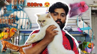 cheapest pets market in mumbai  crawford market  dog persian cat in very cheap price [upl. by Siram774]