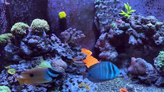 210G MIXED REEF UPDATE 4 [upl. by Bryan349]