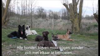 Training Hondenschool Aloysa Klarenbeek 22042015 [upl. by Tezile]