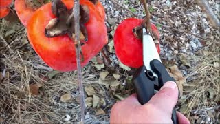 Fall Persimmon Harvest  Growing Persimmons [upl. by Magas]