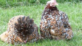 Millefleur Pekin Bantams [upl. by Kelci458]