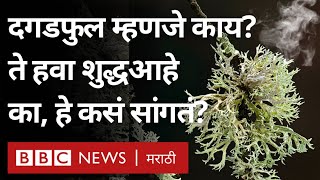 Biodiversity Day  Lichen म्हणजे काय दगडफुल Air Quality विषयी काय सांगतं  Spice  Rare Foods [upl. by Alyel]