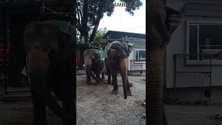 Hathi mera sathi elephant babyelephant hathi two song animals mercydiv [upl. by Gathard851]