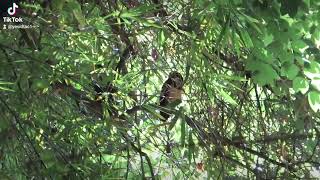 white eyelashed owl well hidden in the bamboo forest 120924 [upl. by Ahsieyt]