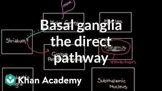 The basal ganglia  The direct pathway  Nervous system diseases  NCLEXRN  Khan Academy [upl. by Sarine]