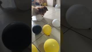 Balloon fatale chuku kmon voi pai subscribers pomeranian petward dogowner pets petwold [upl. by Patsy438]