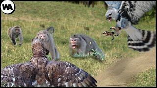 This Is How Two Harpy Eagles Nearly Destroyed an Entire Monkey Island [upl. by Akira]