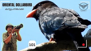 Oriental dollarbird  കാട്ടുപനങ്കാക്ക  Eurystomus orientalis  Birding  Wild Birds  Kerala [upl. by Lenahtan781]