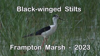 Black Winged Stilt  Breeding Pair  2023 [upl. by Isleen]