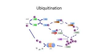 Ubiquitination E1 E2 and E3 enzyme Code 166 [upl. by Henebry]