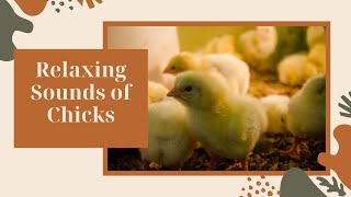 Cute Baby Chick Sounds Compilation – Relaxing Chirping of Baby Chicks [upl. by Harrie704]