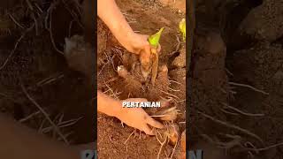 Budidaya umbi talas untuk pengganti makanan pokok yaitu beras shorts shortvideo [upl. by Nottage]