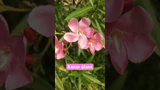 Kaner plant flowers nature [upl. by Holland590]