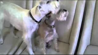 Miniature Schnauzer Puppies Singing [upl. by Ayhtnic]