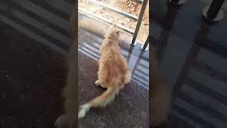 Every mom say this to their cats☺️ shortvideo shorts shortsfeed shortsyoutube youtubeshorts [upl. by Olwena]