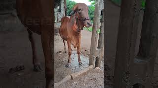 Meera 💫 dairyfarm farming cow cute gircalf animals youtube [upl. by Herrod]