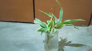 How to grow water OROTON plant 🌵 [upl. by Mayap]