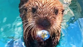 How Sea Otters Help Save the Planet [upl. by Valenka]