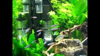 Planted Aquarium  Aqua Medic co2 Reactor M [upl. by Heeley]