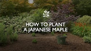 How to Plant a Japanese Maple  Monrovia Garden [upl. by Nywrad]