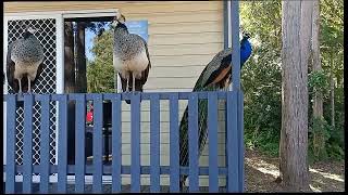 Peacocks At Tannum Sands [upl. by Yehudi]