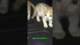 ¡Y Tù Què Harìas  Rescate De Gatos Abandonados [upl. by Barrett300]