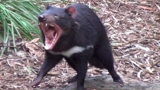 The wild Tasmanian Devil [upl. by Aicemaj551]