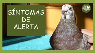 CÓMO SABER SI UNA PALOMA O TÓRTOLA ESTÁ SANA  SÍNTOMAS DE ALERTA DE ENFERMEDAD  LA GATA VEGANA [upl. by Grannie]