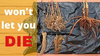 How to store bareroot trees and plants till planting time [upl. by Sirdi992]