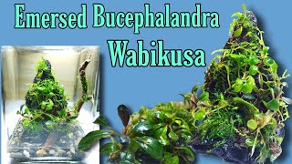 How to Make Emersed Bucephalandra Wabikusa  Mini Buce Table Decor [upl. by Kcirrad482]