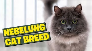 Nebelung Cat Breed 101The Ultimate Breed Guide [upl. by Onairot]