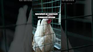 Horcaitul la gaini chicken pasare animalesipasarideprincurte [upl. by Netsirt294]