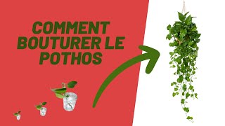 Comment bouturer le pothos [upl. by Porush]