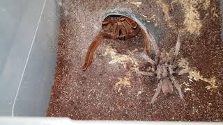 Phlogius Rubiseta Tarantula Mating Unsuccessful [upl. by Frank]