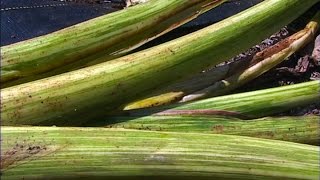 Manini Kea Plant Descriptors  with Jerry Konanui [upl. by Anytsyrk]