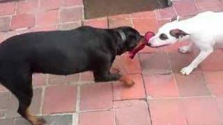 english bull terrier vs rottweiler [upl. by Yniffit]