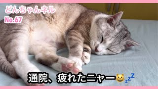 腎臓病のどんちゃんの通院日。抗生物質の注射で吐かない理由を獣医さんに聞きました。 [upl. by Allez]