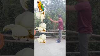 Rounding popcorn to Duck Peacock Pigeon amp Parrot  Birds names magic video [upl. by Roswell]