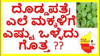 Health Benefits of Indian BorageKarpuravalliKannada Sanjeevani [upl. by Yruj]