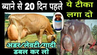 गाय भैंस के बयान से 20 दिन पहले पे टीका लगा दो Udder अडरलेबटीगादीदूध डबल करे Vet Udder growth [upl. by Eben]