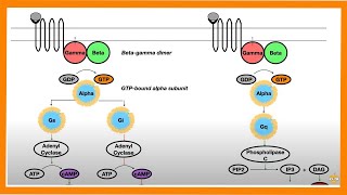 Signal Transduction Pathways GProtein Receptor Tyrosine Kinase cGMP [upl. by Enwahs]