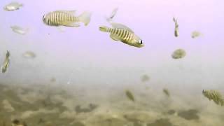 Shell Dwellers Neolamprologus multifasciatus natural habitat [upl. by Dayiz]